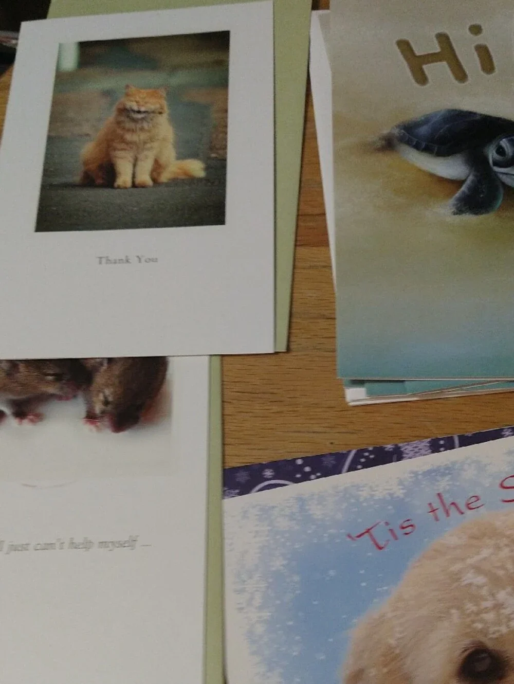 Animal Greeting Cards Assortment - Cats Dogs Birds Other